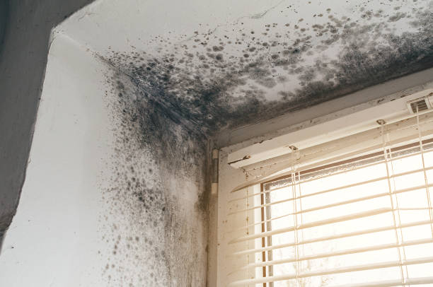 Affordable Mold Removal solutions in Warrenville, IL